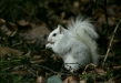 Grey Squirrel